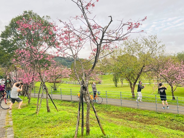 櫻花好好拍。 圖：新北市水利局提供