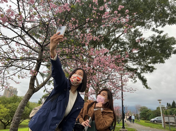 櫻花樹下一起自拍。 圖：新北市水利局提供