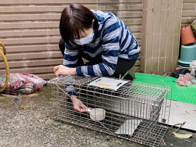 瑞芳動物之家協助程遠萍架設誘貓籠誘捕貓隻，準備執行TNVR策略。 圖：新北市動保處提供