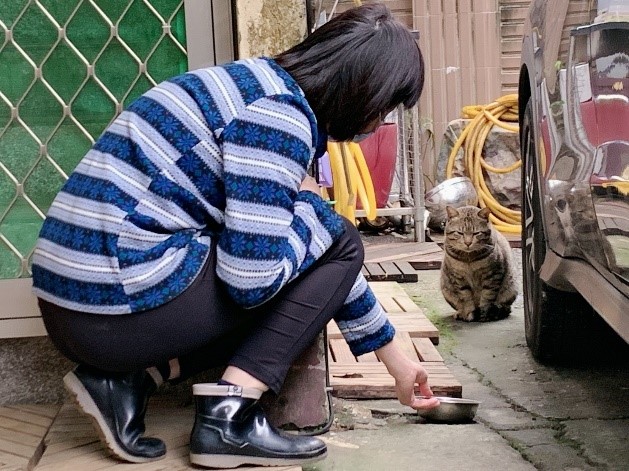 程遠萍住家庭院旁是菜園，喵星人常進到車庫內玩耍。 圖：新北市動保處提供