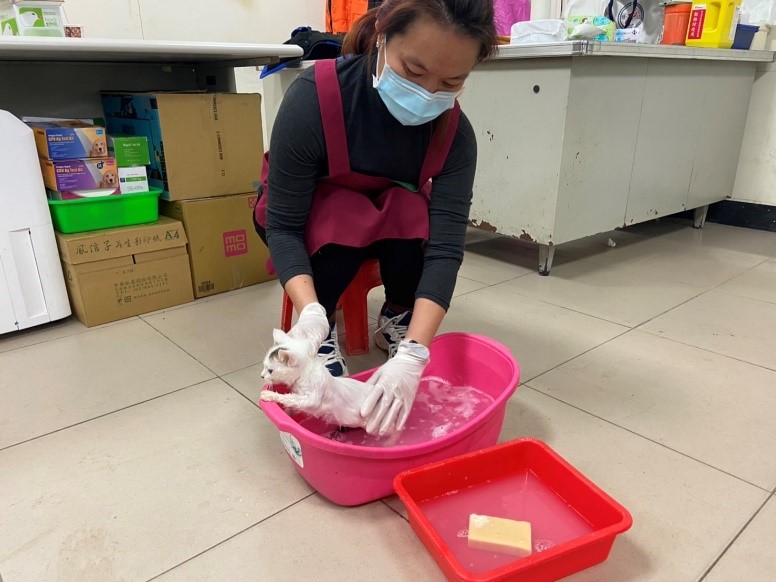 瑞芳動物之家動保員正為喵星人洗個天然健康浴。 圖：新北市動保處提供