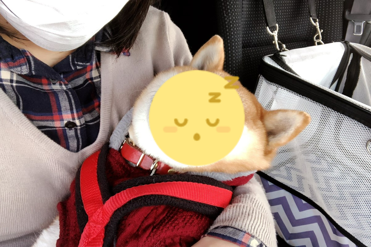 日本一隻柴犬上獸醫院卻在媽媽懷裡熟睡！ 圖／Twitter帳號tapzou1115