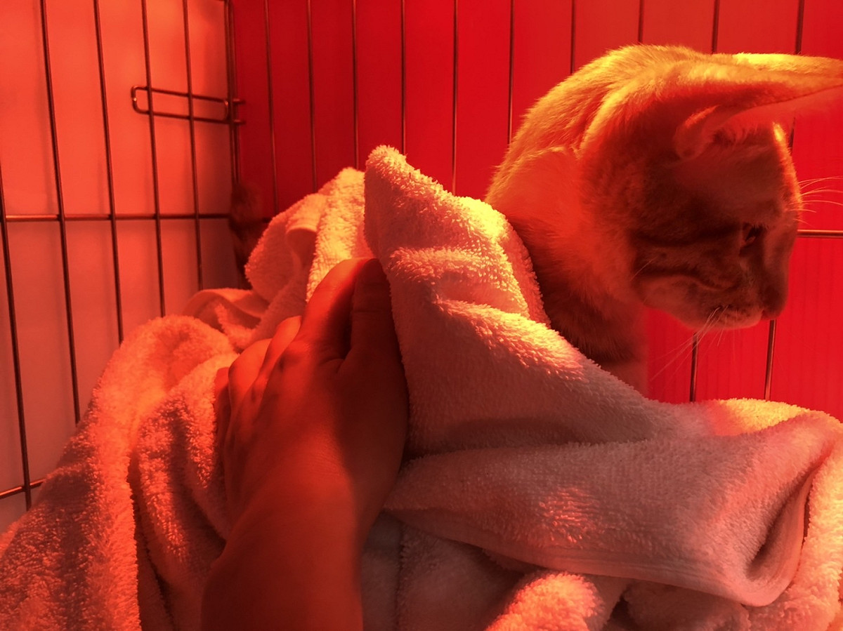 小橘貓被救回板橋動物之家，立刻進行擦拭、保暖燈照護。 圖：新北市動保處提供