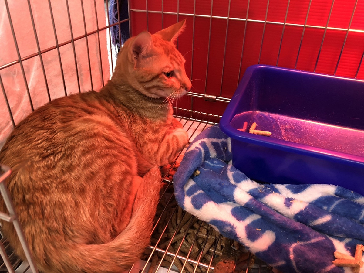 小橘貓目前在板橋動物之家等待一個溫暖的家。 圖：新北市動保處提供
