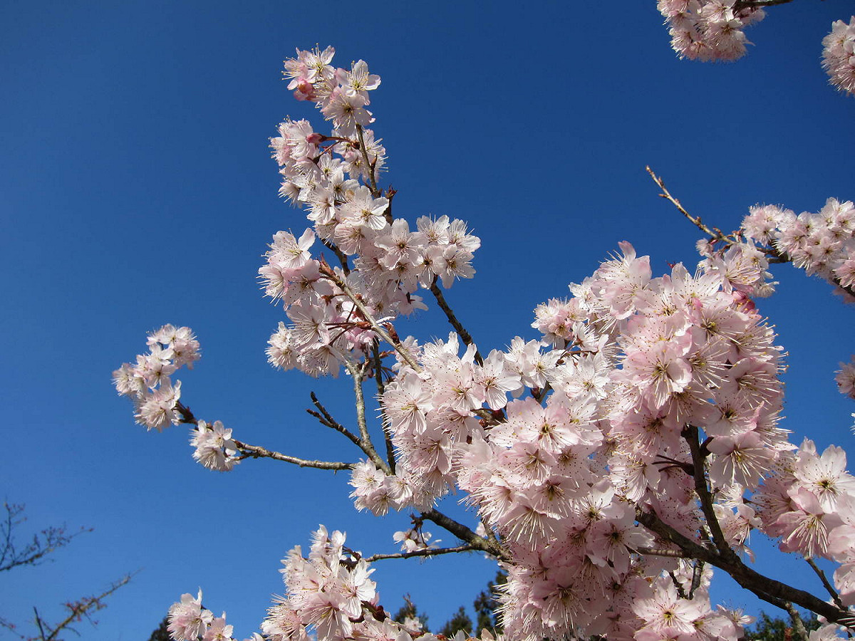 阿里山花季將於3/10登場。(歷年阿里山花季示意圖) 圖：交通部觀光局／提供