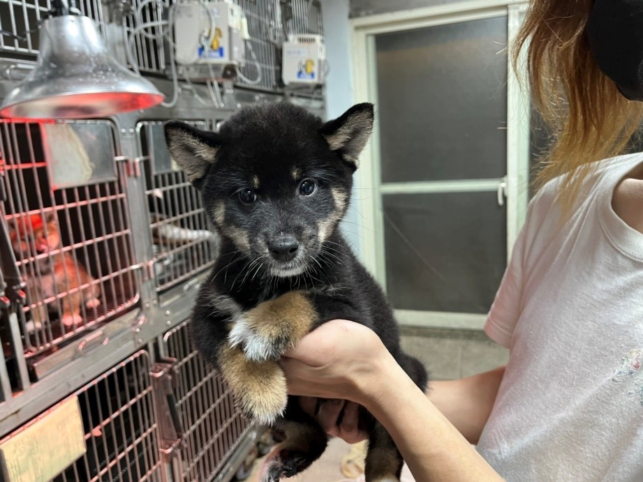 成福國小認養的黑黃柴犬。 圖：新北市動保處提供