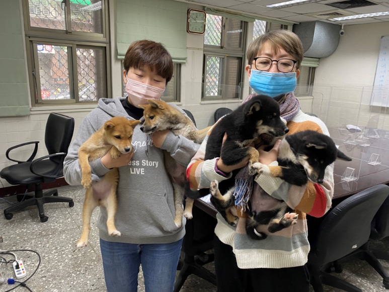 動保處查緝寵物業者沒入的四隻年幼柴犬。 圖：新北市動保處提供
