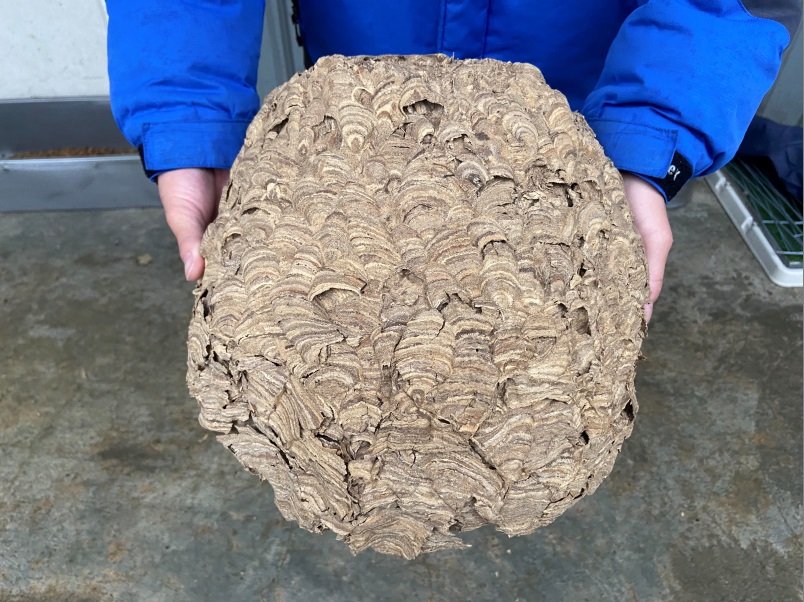 虎頭蜂窩具有波浪狀紋路外觀，是利用樹皮木質素、泥土與水製成，顏色偏土黃色的輕薄外殼。 圖：新北市動保處提供