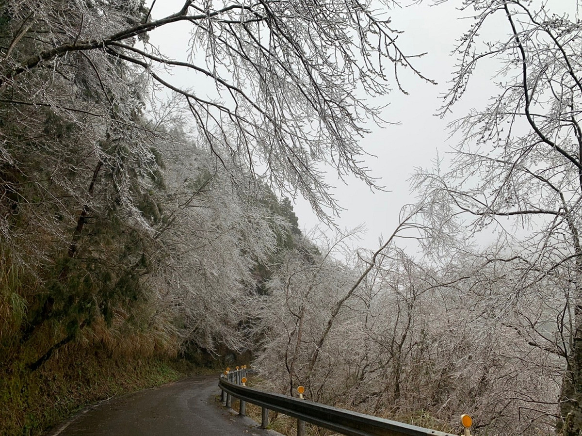 受到寒流影響，太平山國家森林遊樂區出現樹木結冰。 圖：翻攝自太平山國家森林遊樂區臉書