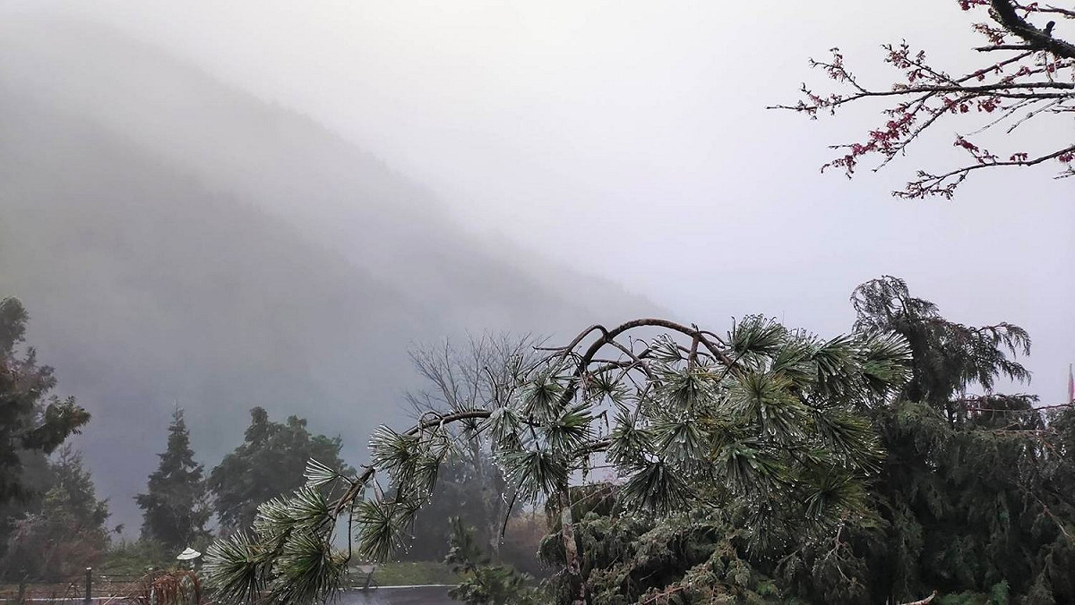 太平山國家森林遊樂區出現樹木結冰，並未降雪。 圖：翻攝自太平山國家森林遊樂區臉書