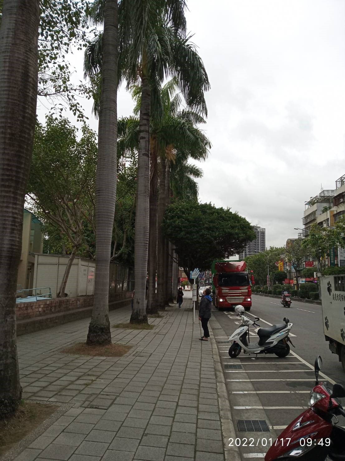 民眾鸚鵡飛上椰子樹，受困下不來。 圖：新北市動保處提供
