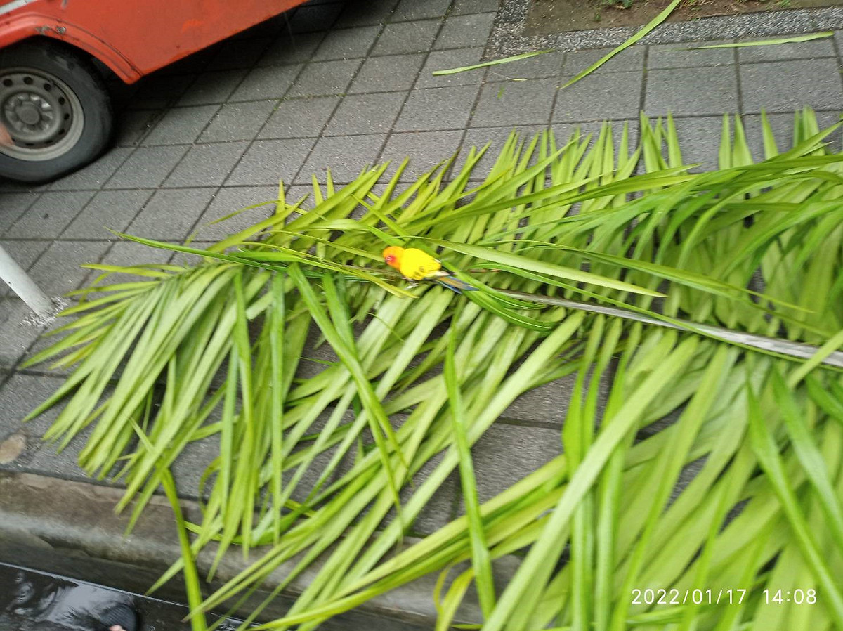 動保員唐義仲將椰子樹葉摘下，成功救下鸚鵡。 圖：新北市動保處提供