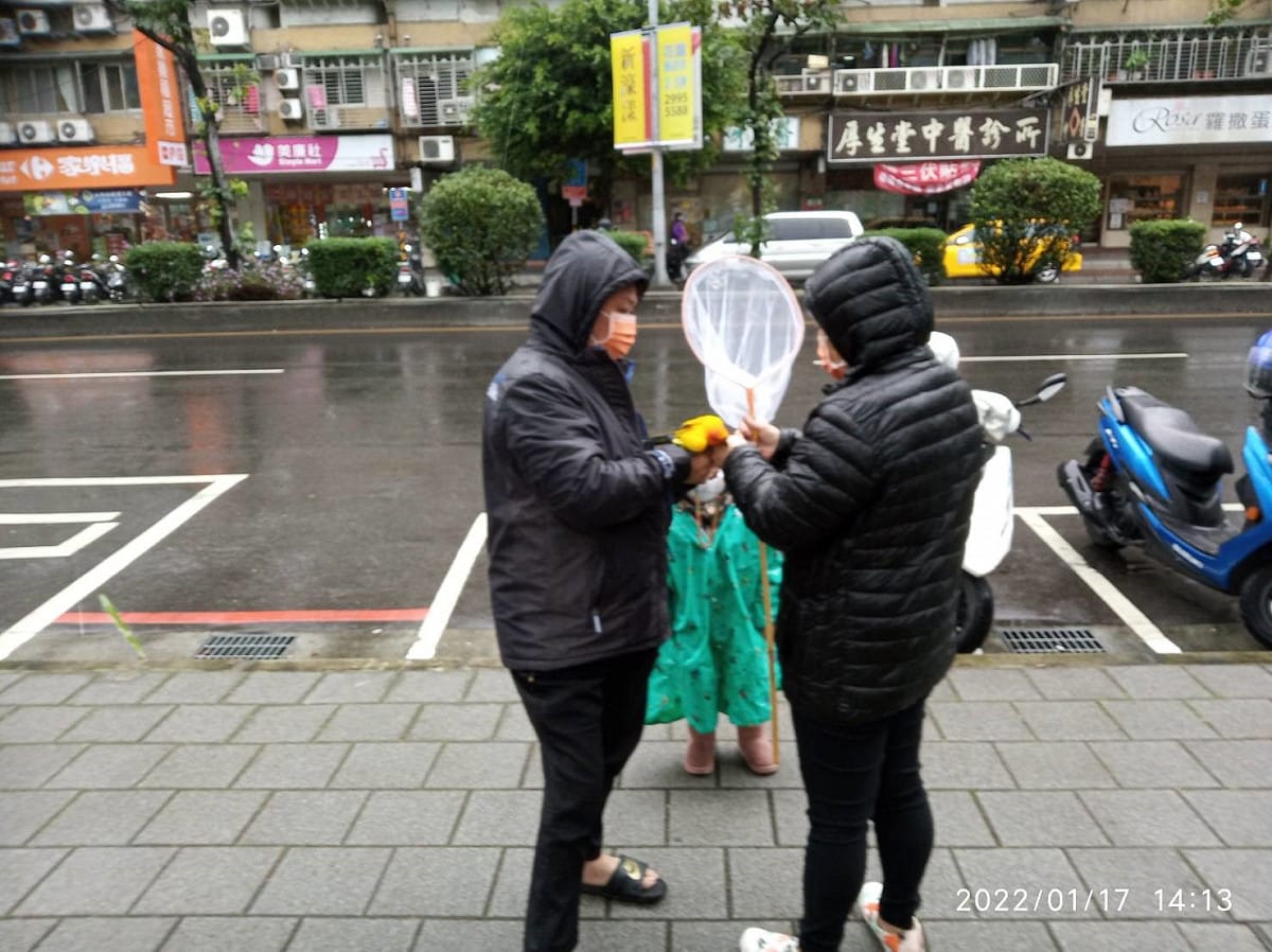 鸚鵡重回飼主黃小姐身邊，家人開心地相迎。 圖：新北市動保處提供