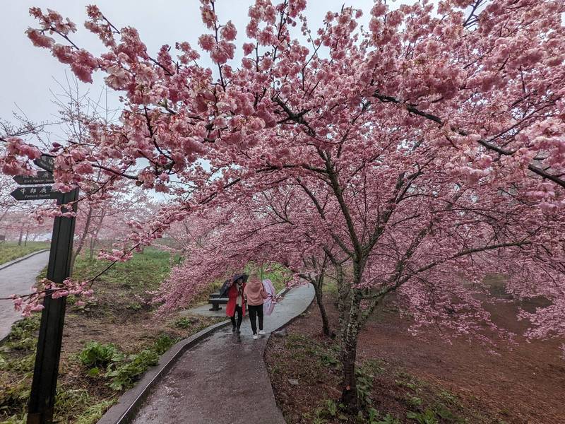 福壽山農場千櫻園櫻花已開滿六成。 圖：福壽山農場／提供