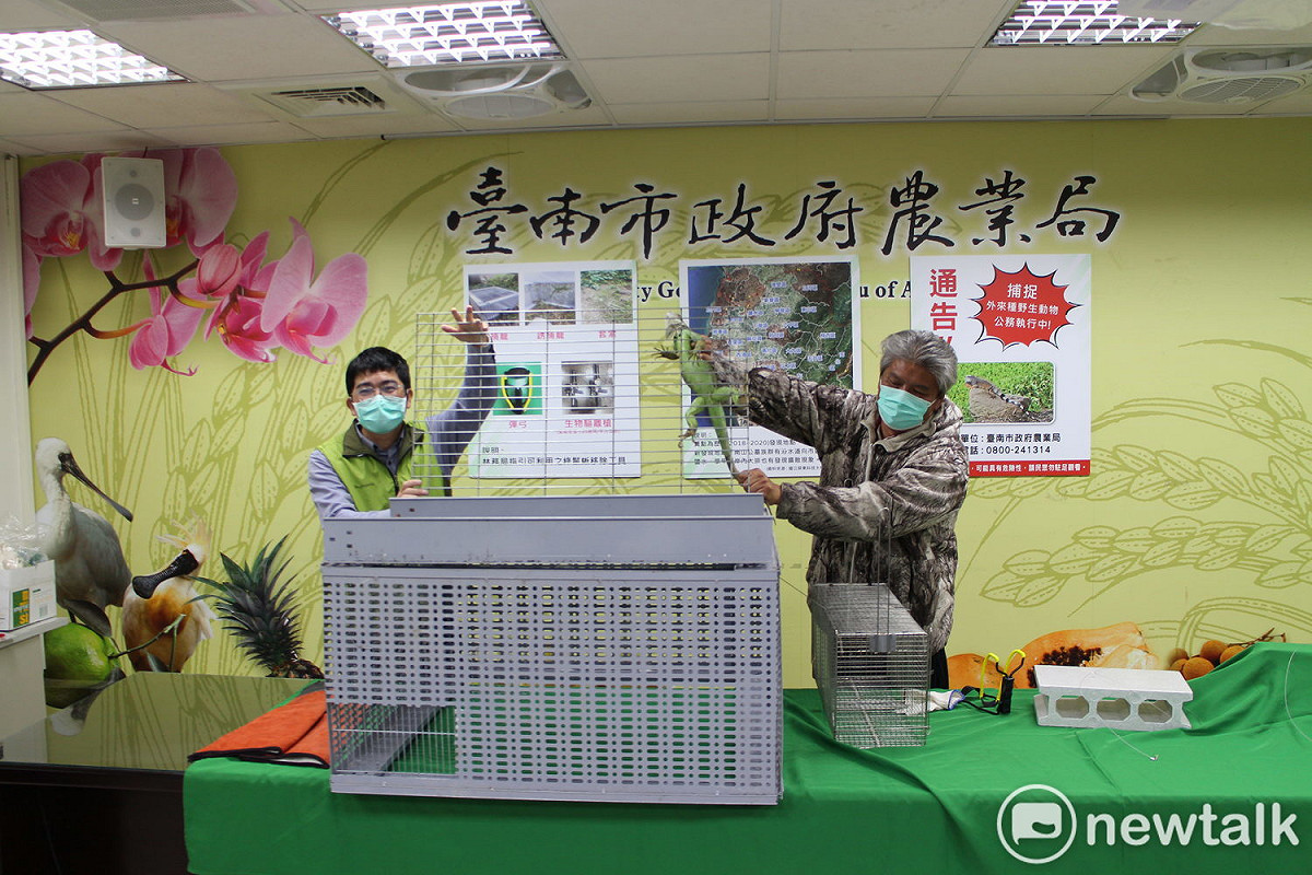農業局移除綠鬣蜥將將採多管齊下，除委託專業廠商針對熱點地區強力移除外，亦參考專家學者意見及捕龍達人現場經驗設立大型誘捕器置陷阱，於綠鬣蜥常出沒路徑利用發酵水果進行誘捕，迄今已捕抓數十隻，成效良好。 圖：黃博郎／攝