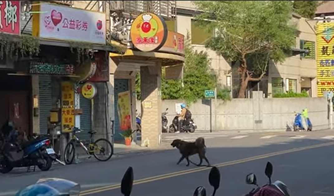 飼主放任犬隻在馬路間穿梭，依「新北市動物保護自治條例」可裁罰3000元至1萬5000元。 圖：新北市動保處提供