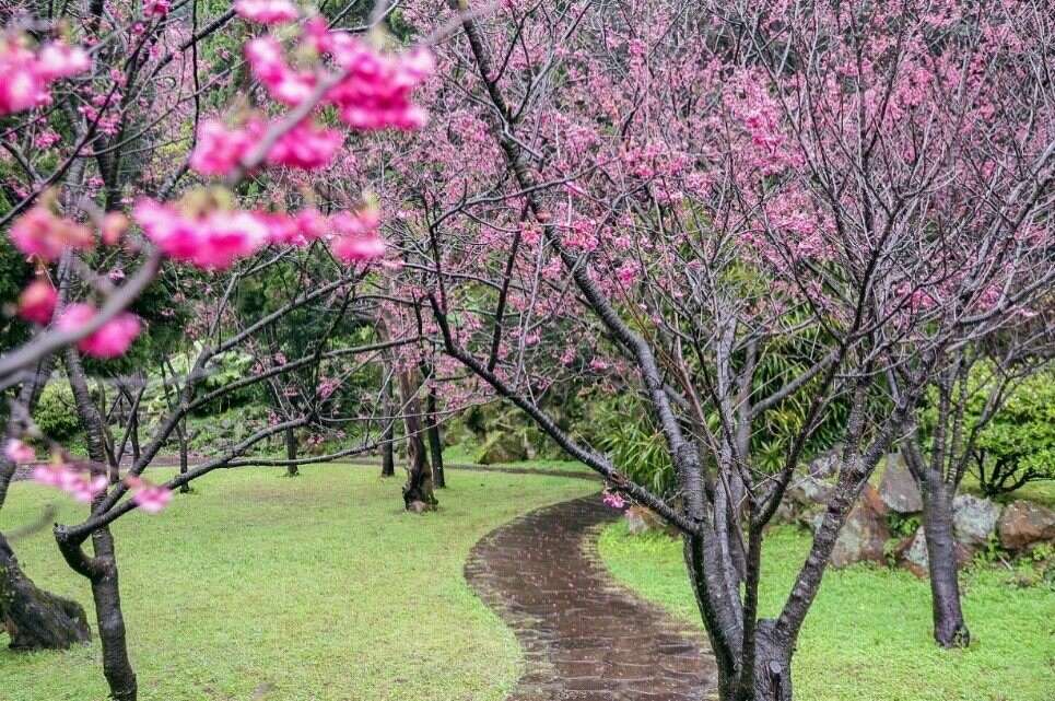 陽明公園櫻花林。 圖：取自台北旅遊網