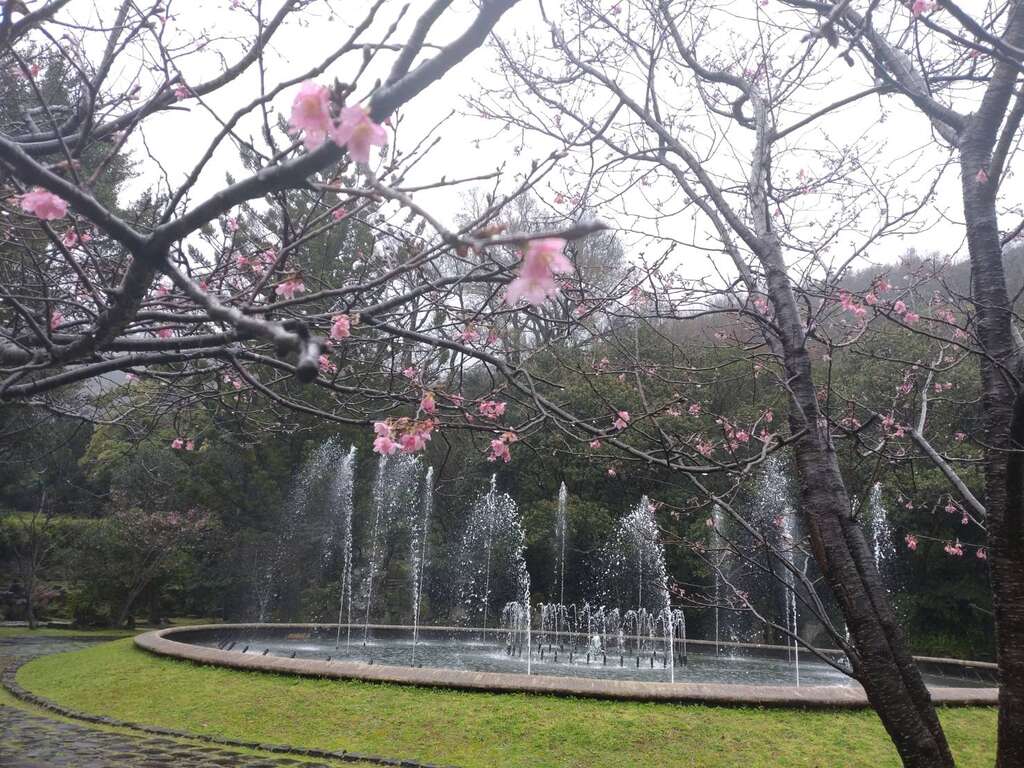 噴水池旁的昭和櫻。 圖：取自台北旅遊網