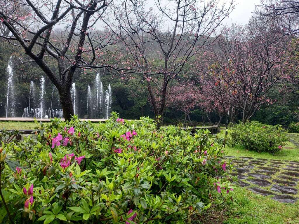 噴水池旁環繞著昭和櫻及杜鵑花。 圖：取自台北旅遊網