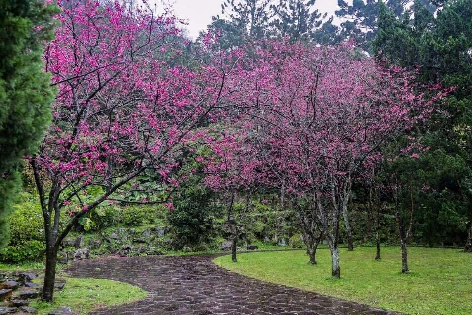 櫻花開的像一棵棵粉色棉花糖。 圖：取自台北旅遊網