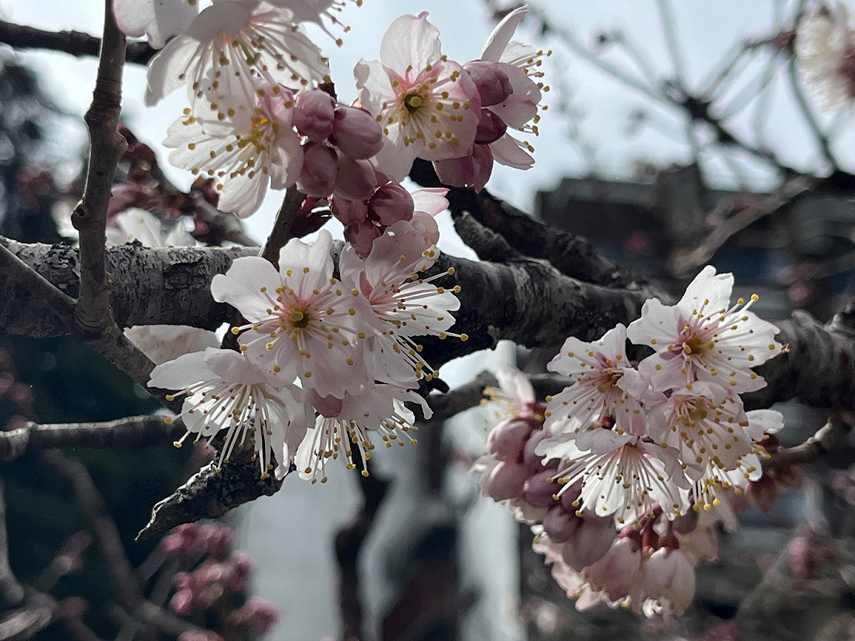 唐實櫻現已盛開，花期將持續至3月份。 圖：林務局嘉義林區管理處／提供