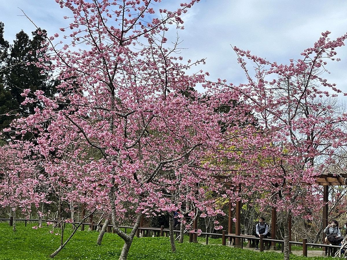 阿龜櫻目前已盛開，花期將持續到3月份。 圖：林務局嘉義林區管理處／提供