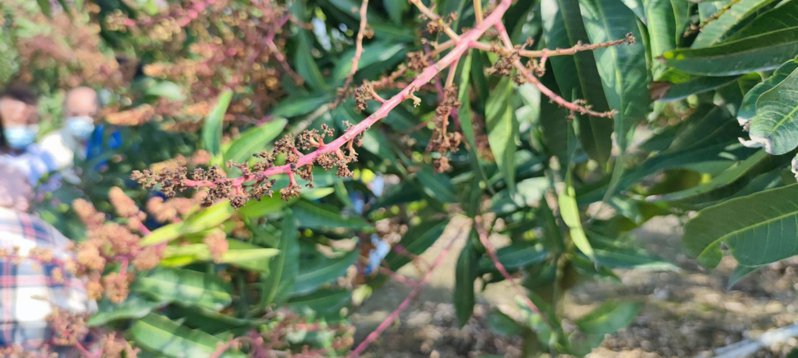 圖為芒果花受損情形。 圖：屏東縣政府／提供