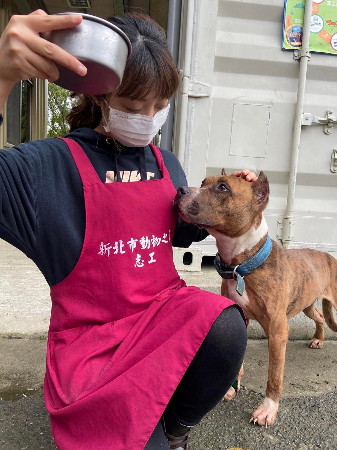 新北市動保處將開辦比特犬訓練課程，歡迎民眾報名參加。 圖：新北市動保處提供