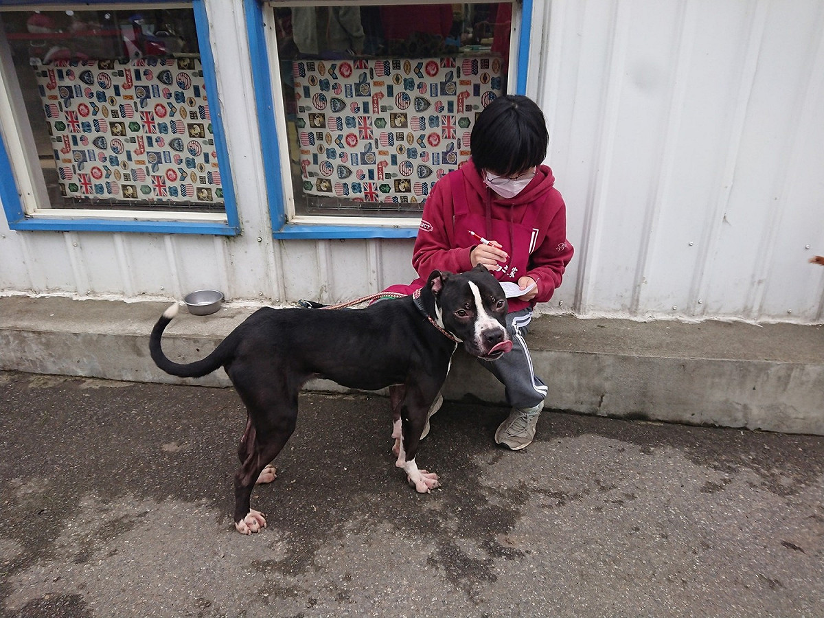 新北市動保處歡迎有比特犬飼養經驗的飼主認養比特犬。 圖：新北市動保處提供