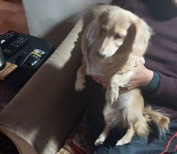飼犬「甜甜」經墜樓意外，幸無大礙。 圖：新北市動保處提供