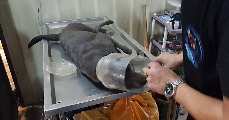 救援被塑膠罐卡住的浪犬。 圖：浪浪驛站臉書粉絲頁提供