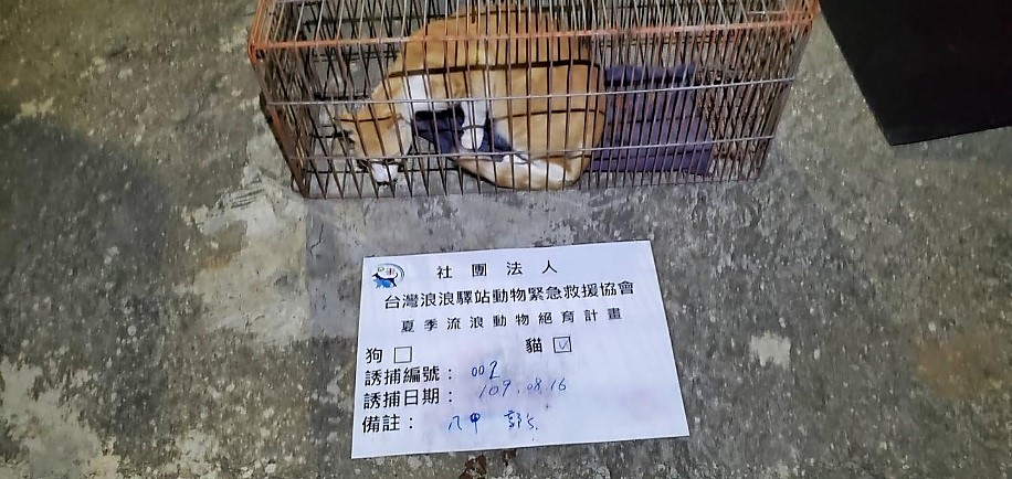 浪浪驛站與動保處合作，協助誘捕浪貓，進行浪貓TNVR。    圖：新北市動保處提供