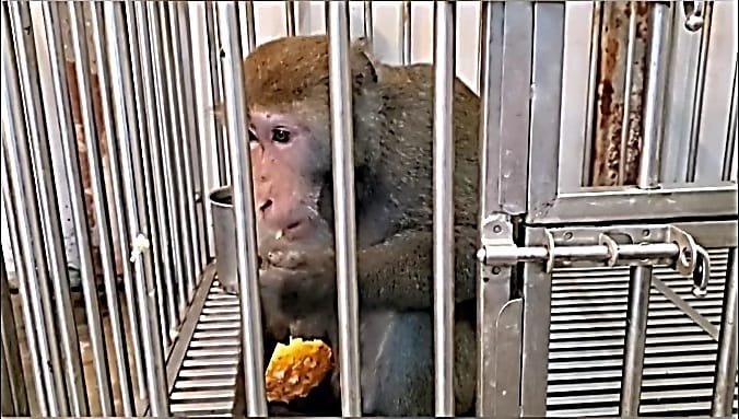 誘捕獼猴帶回安置，並給予食物補充營養。 圖：新北市動保處提供