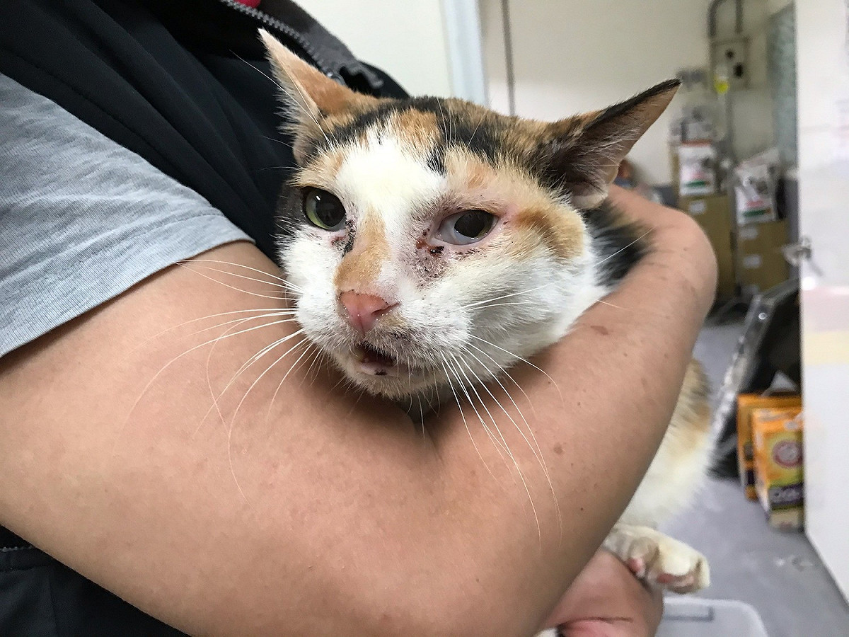 貓阿嬤在動物之家醫療，被動保員呵護。  圖：新北市動保處提供