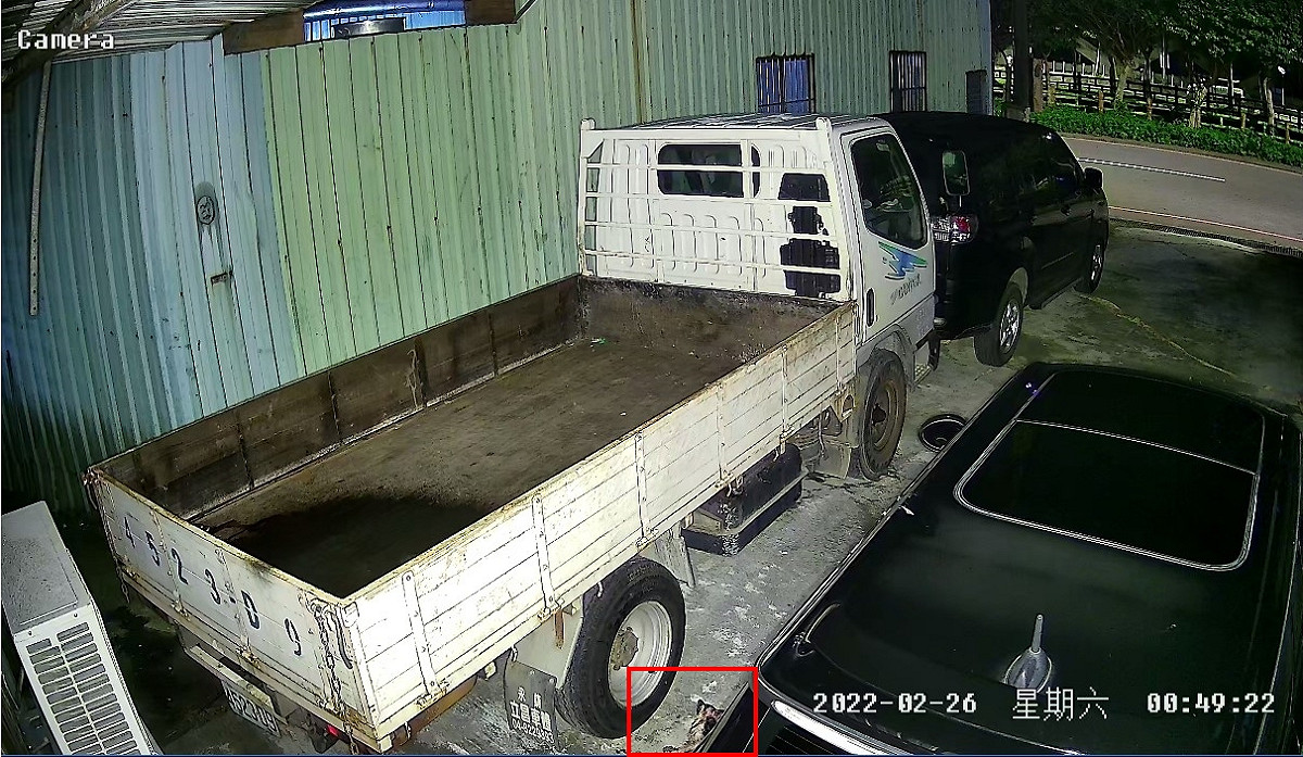 經調閱監視器發現貓隻從樓上掉落到停車場，鑽到車底下，過數十分鐘才死亡。 圖：新北市動保處提供