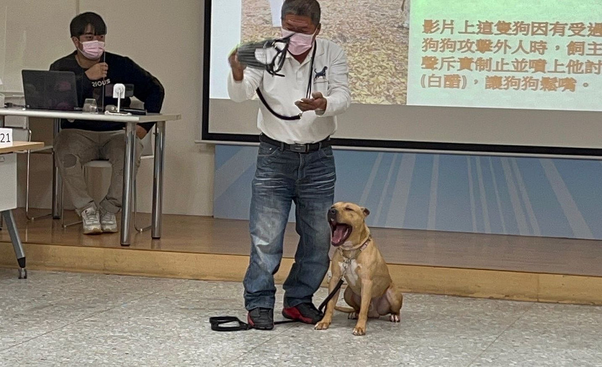 訓練師示範口罩如何幫比特犬戴口罩。 圖：新北市動保處提供