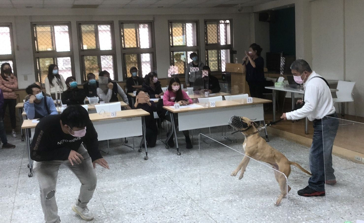 訓練師示範比特犬護衛行為。 圖：新北市動保處提供