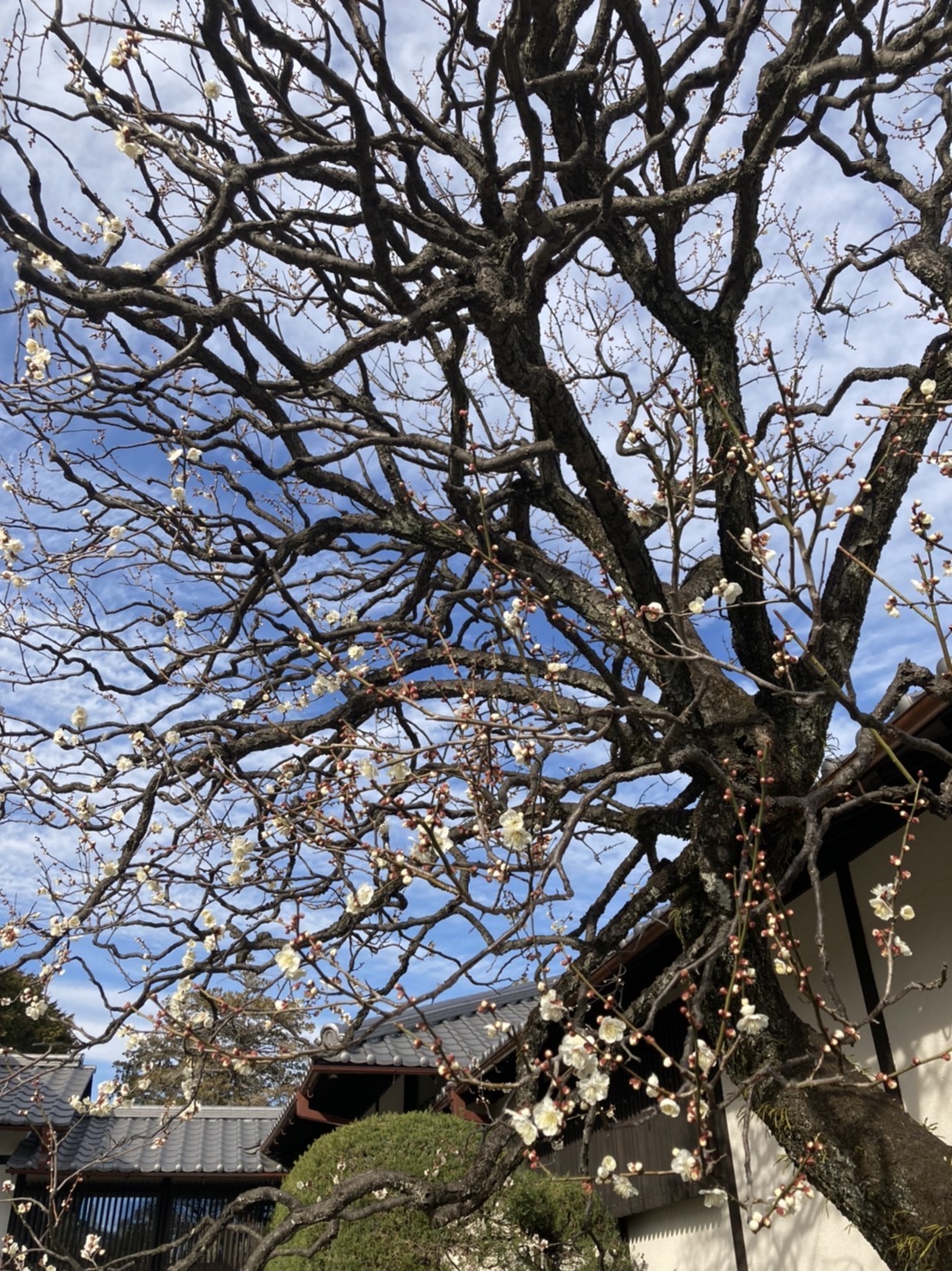 豪德寺的白梅，日本梅花、櫻花格外美是因為有古寺襯托 圖:劉黎兒攝影