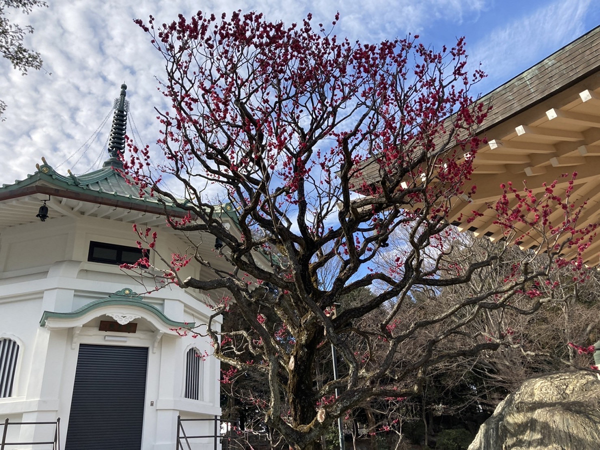 豪德寺的紅梅，越是向陽的梅花開的越好 圖:劉黎兒攝影