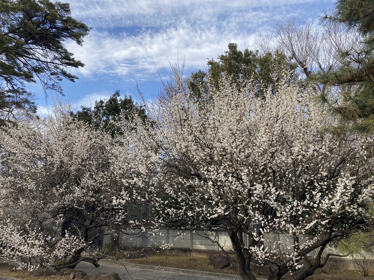 豪德寺的白梅因為天氣暖和，一口氣都開了 圖:劉黎兒攝影