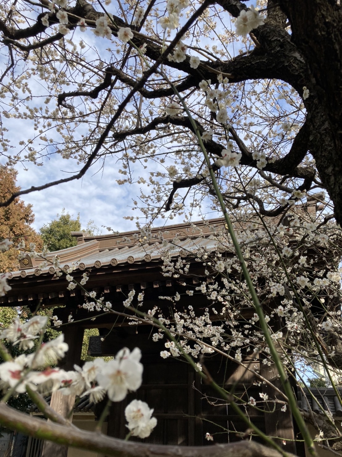 豪德寺的白梅讓古寺建物顯得格外優雅 圖:劉黎兒攝影