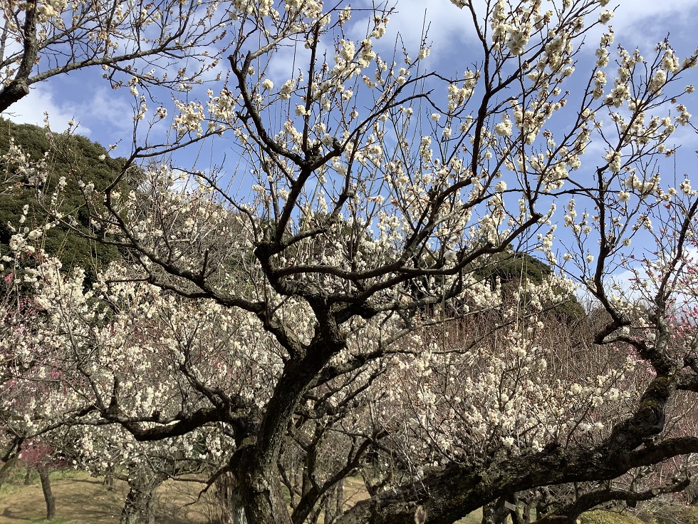小石川植物園白梅也滿開，沒有櫻花盛開時的鬧意，但清香撲鼻 圖:劉黎兒攝影
