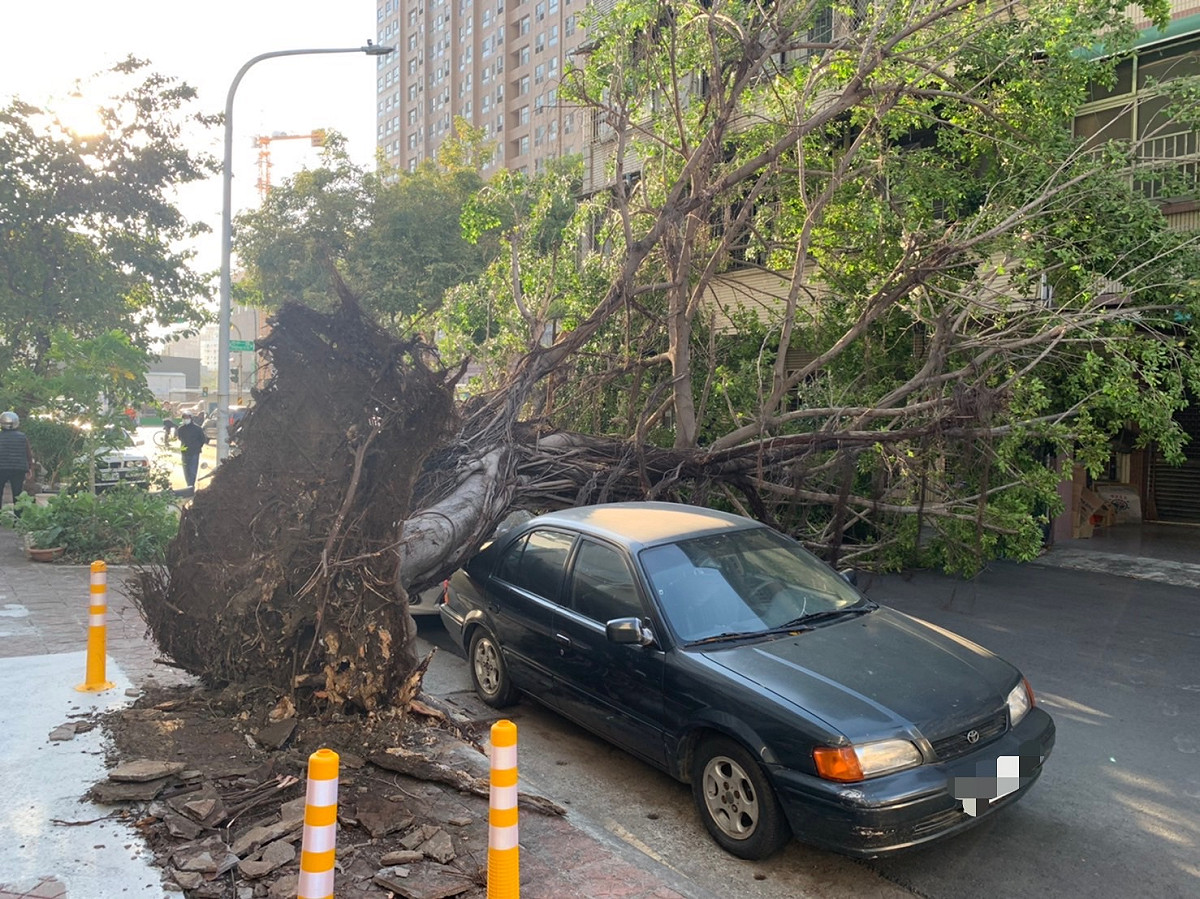 高市前金區路樹傾倒，輕微壓到自小客車。 圖：高雄市警局新興分局提供