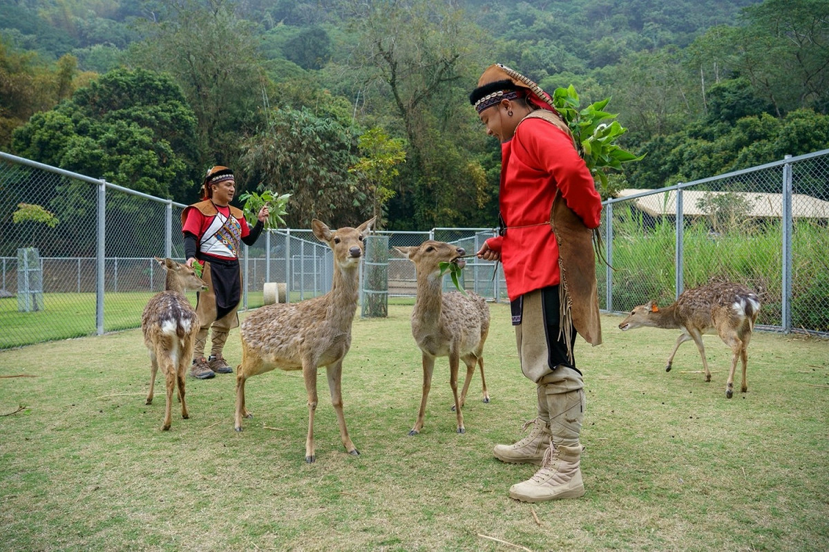 高鐵國旅聯票提供「阿里山逐鹿傳說梅花鹿園體驗」行程。 圖：台灣高鐵公司／提供