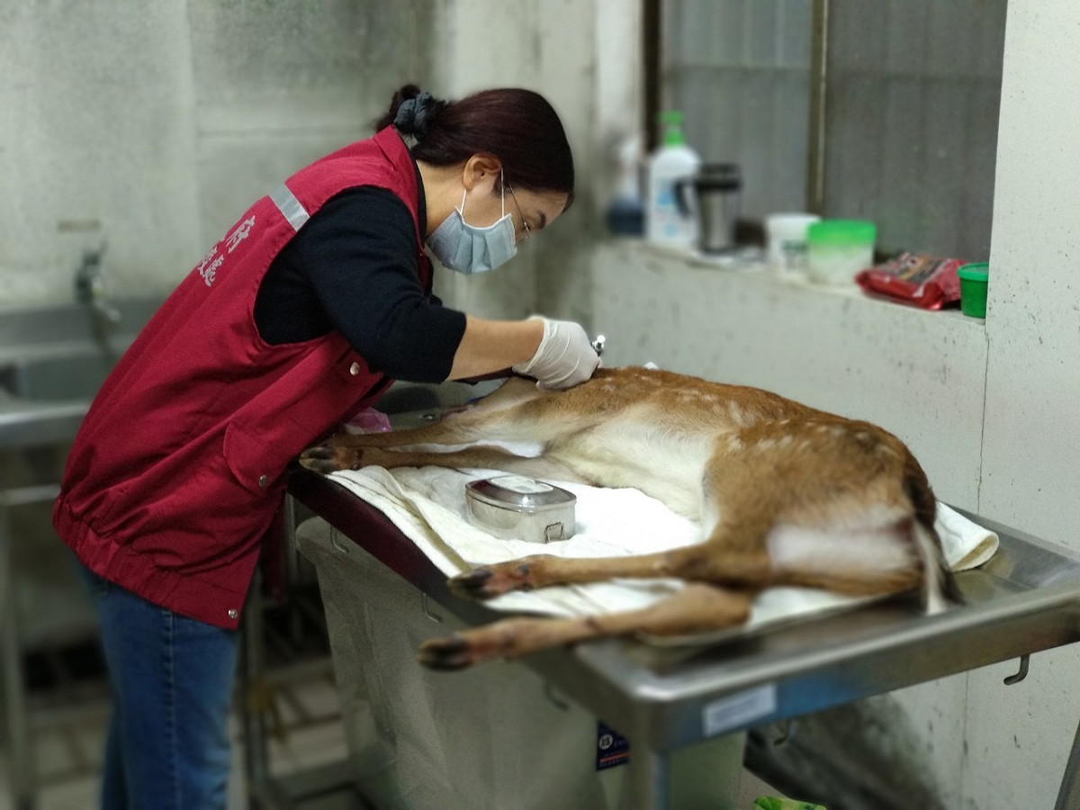 徐愛明為鹿隻進行檢查處置。 圖：新北市動保處提供
