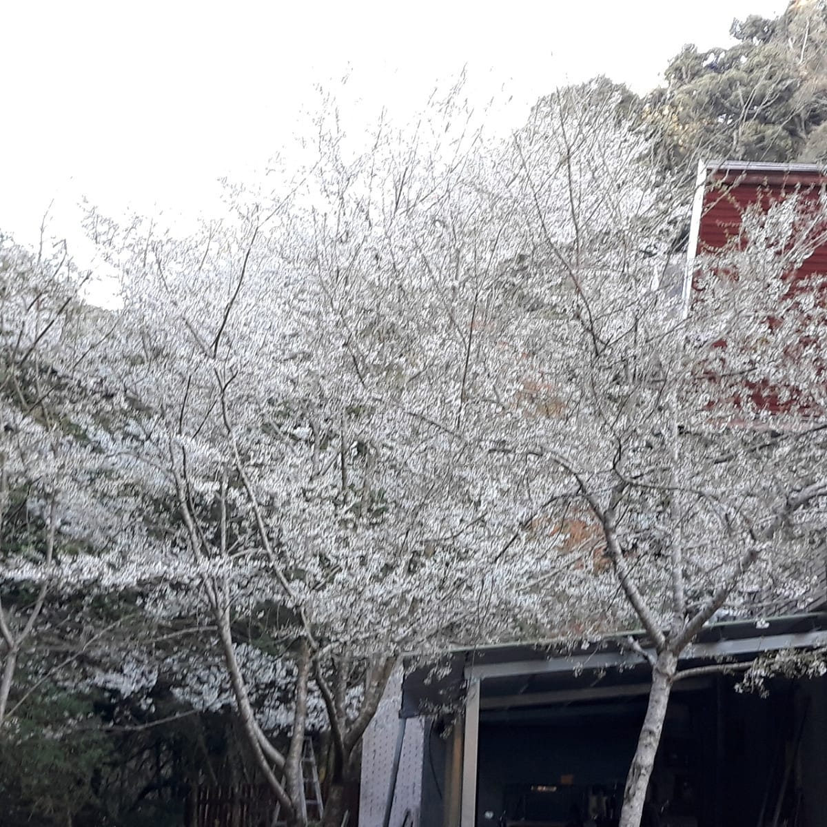 大雪山收費站旁霧社櫻綻放雪白花朵。 圖：東勢林區管理處／提供