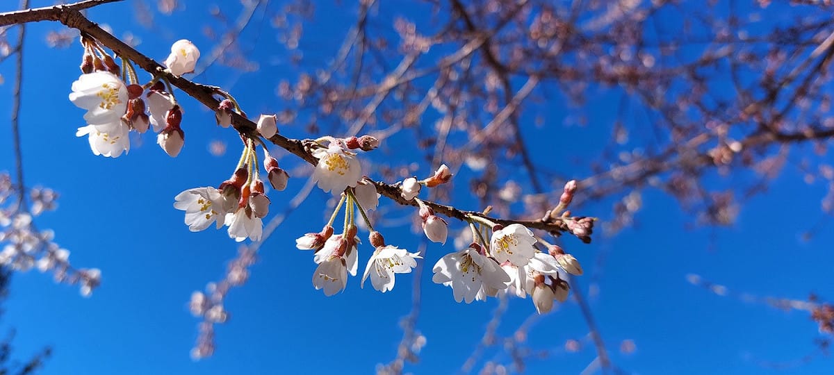 大雪山霧社櫻。 圖：東勢林區管理處／提供