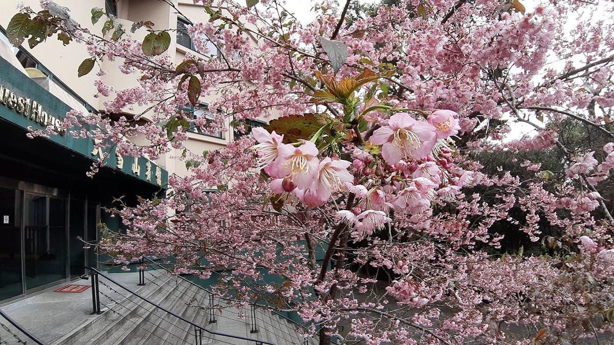 大雪山賓館前香水櫻花。 圖：東勢林區管理處／提供