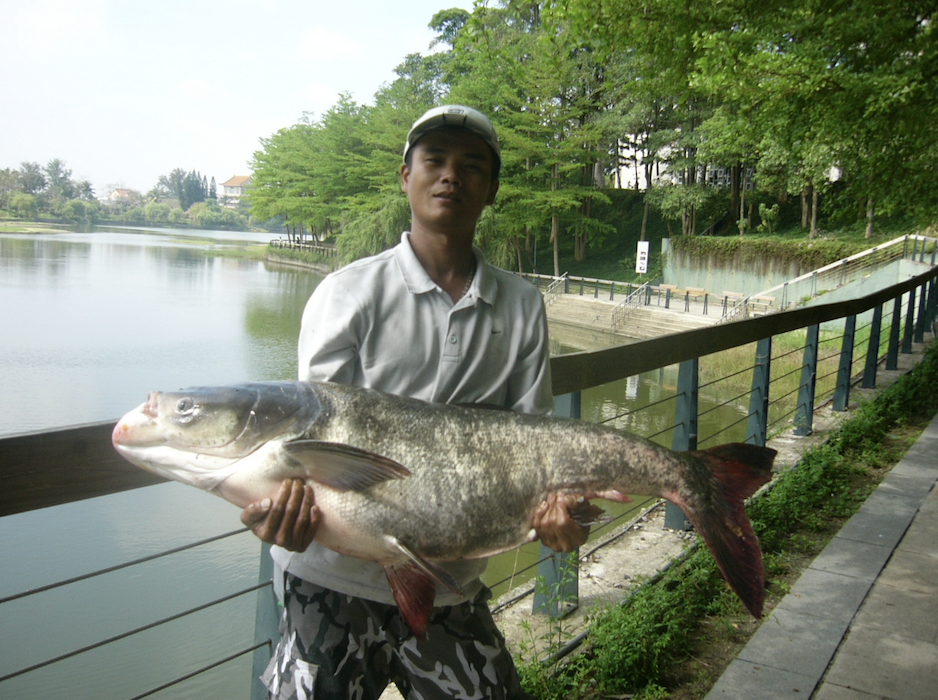 埤塘內曾釣獲50多台斤大頭鰱（2008年資料照片） 圖：台南市政府觀光旅遊局/提供