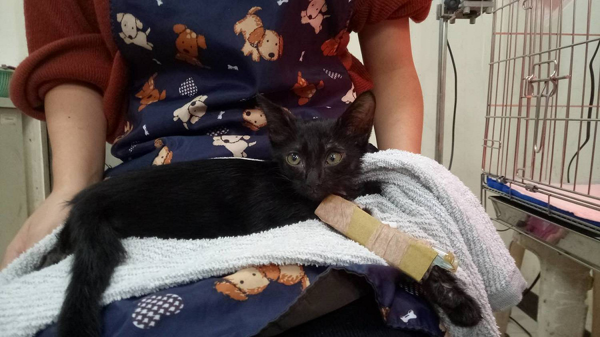 腎臟病的動物需經點滴輸液治療。 圖：新北市動保處提供
